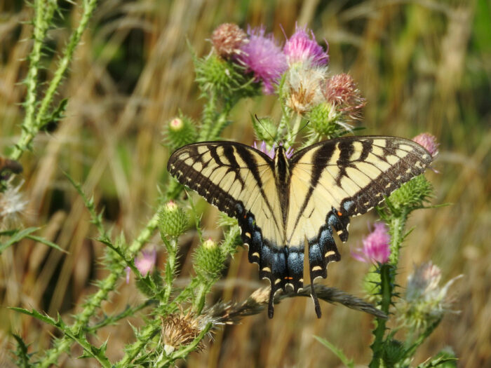 🧤 Volunteer: North Northampton County Butterfly Count