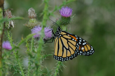 💡CE: State of Monarch Conservation Webinar