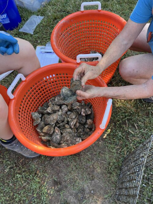 🧤 Volunteer: TNC – Smith Island Oyster Reef: Dumping Recycled Oyster Shells