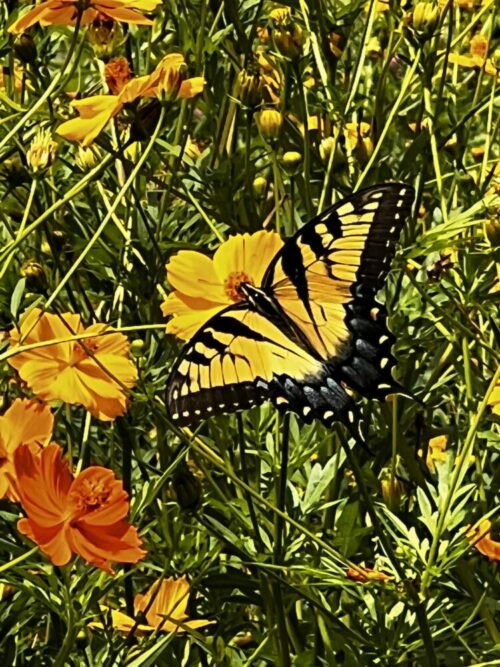 ESMNs in Action – Counting Butterflies for Science