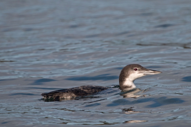 Common Loon - Gavia immer